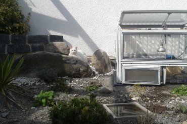 Haltung im Terrarium oder Freigehege?