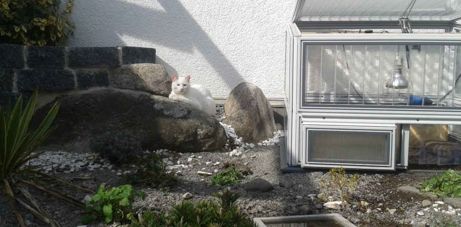 Haltung im Terrarium oder Freigehege?