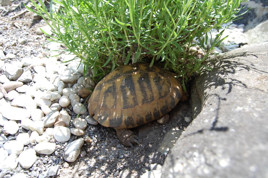 Griechische Landschildkröte im Schatten