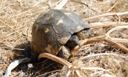 Breitrandschildkröte auf Sardinien