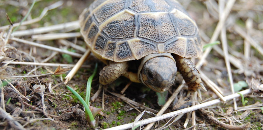 Fast 1 Million Schildkröten als Haustiere
