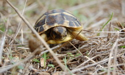 Griechische Landschildkröte / Sardinien