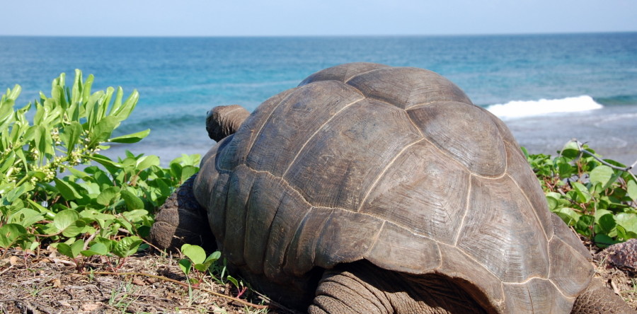 La Digue (Seychellen)