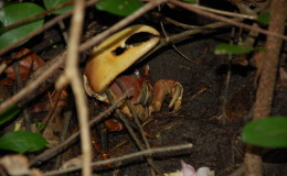 Riesenschildkroeten-Curieuse-005