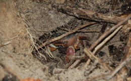 Riesenschildkroeten-Curieuse-008