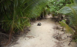Riesenschildkroeten-Curieuse-010