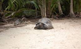 Riesenschildkroeten-Curieuse-011