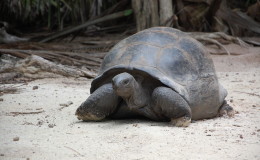 Riesenschildkroeten-Curieuse-012
