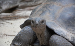 Riesenschildkroeten-Curieuse-013