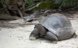 Riesenschildkroeten-Curieuse-014