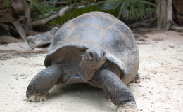 Riesenschildkroeten-Curieuse-016