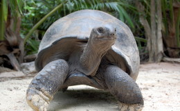 Riesenschildkroeten-Curieuse-017