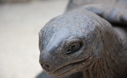 Riesenschildkroeten-Curieuse-018