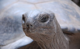 Riesenschildkroeten-Curieuse-020