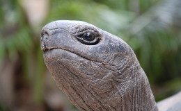 Riesenschildkroeten-Curieuse-022