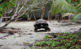 Riesenschildkroeten-Curieuse-026