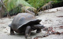 Riesenschildkroeten-Curieuse-028