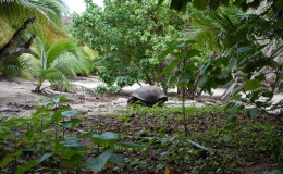 Riesenschildkroeten-Curieuse-029