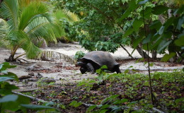 Riesenschildkroeten-Curieuse-030
