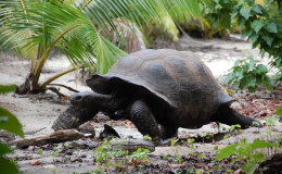 Riesenschildkroeten-Curieuse-032