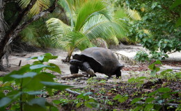 Riesenschildkroeten-Curieuse-033