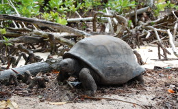 Riesenschildkroeten-Curieuse-034