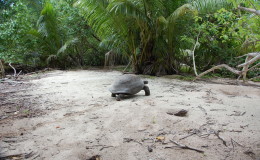 Riesenschildkroeten-Curieuse-035
