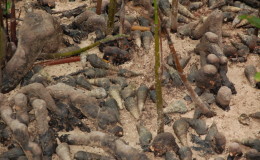 Riesenschildkroeten-Curieuse-037