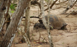 Riesenschildkroeten-Curieuse-038