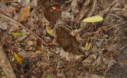 Riesenschildkroeten-Curieuse-041