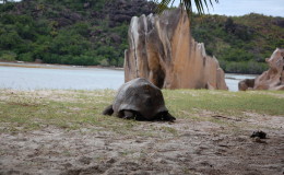 Riesenschildkroeten-Curieuse-044