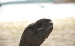 Riesenschildkroeten-Curieuse-045