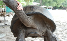 Riesenschildkroeten-Curieuse-046