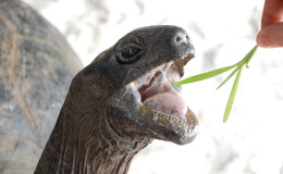 Riesenschildkroeten-Curieuse-048