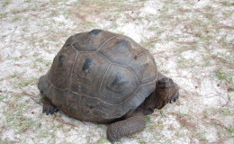 Riesenschildkroeten-Curieuse-049
