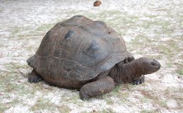 Riesenschildkroeten-Curieuse-050