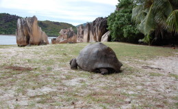 Riesenschildkroeten-Curieuse-052