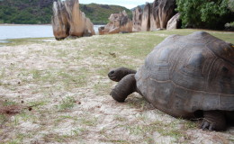 Riesenschildkroeten-Curieuse-053