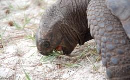 Riesenschildkroeten-Curieuse-054