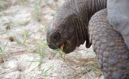 Riesenschildkroeten-Curieuse-055