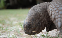 Riesenschildkroeten-Curieuse-057