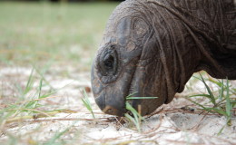Riesenschildkroeten-Curieuse-059