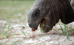 Riesenschildkroeten-Curieuse-060