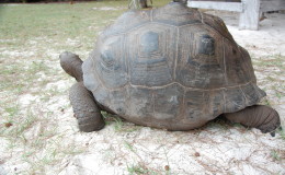 Riesenschildkroeten-Curieuse-061