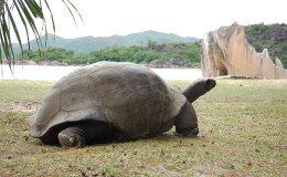 Riesenschildkroeten-Curieuse-063