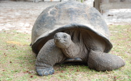 Riesenschildkroeten-Curieuse-064