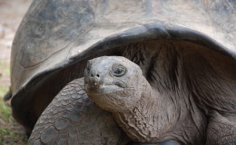 Riesenschildkroeten-Curieuse-065