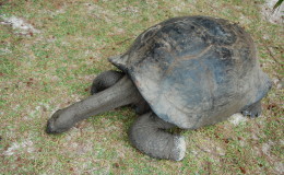 Riesenschildkroeten-Curieuse-066
