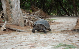 Riesenschildkroeten-Curieuse-067