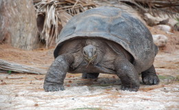 Riesenschildkroeten-Curieuse-068